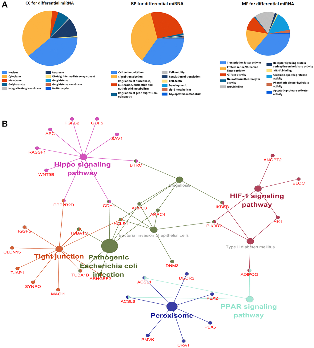 Differentially expressed genes were analyzed by gene ontology and KEGG enrichment. (A) The top 10 of biological process, cellular component, and molecular function of identified genes. (B) KEGG pathway enriched by selected genes.