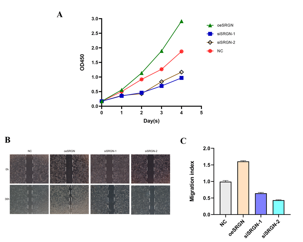 SRGN knockdown inhibited the proliferation of OS cells. (A) The effect of upregulation and silencing of SRGN on proliferation in 143B cells was detected by CCK8. (B) and (C) The migration ability of 143B cells was investigated.