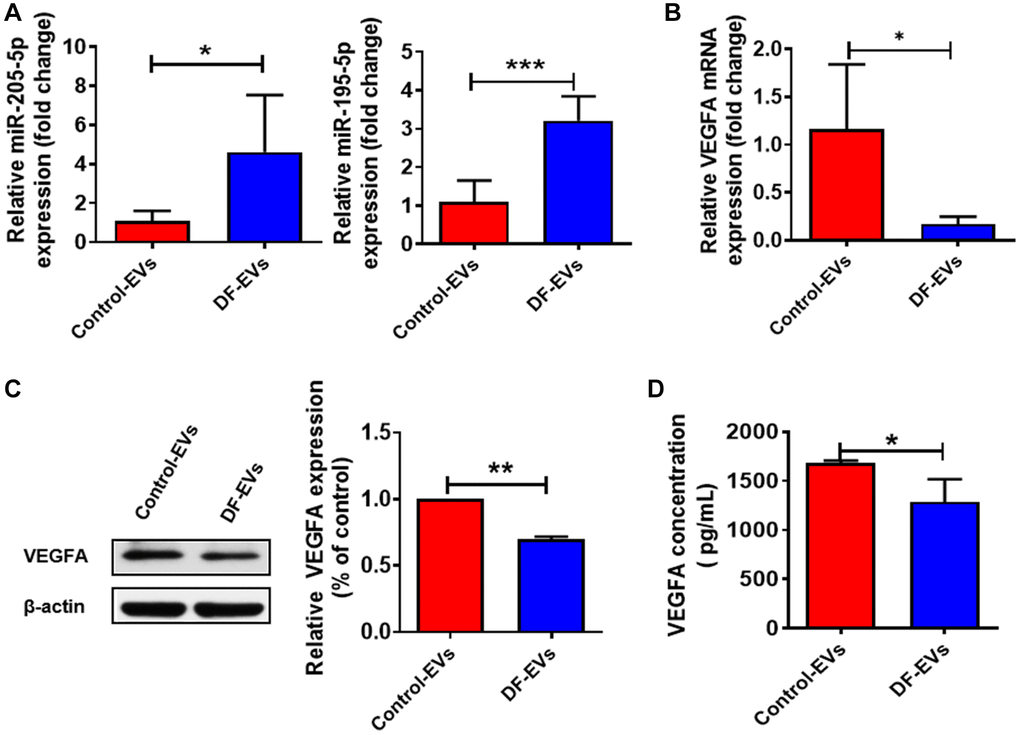 DF-EVs regulate VEGFA expression through miR-195-5p and miR-205-5p. (A) Expression level of MiR-195-5p and miR-205-5p in HUVECs treated with DF-EVs or Control-EVs. (B, C) Expression level of VEGFA in HUVECs treated with DF-EVs or Control-EVs were detected by qRT-PCR and western blot separately. (D) The secretion of VEGFA in culture medium of HUVECs treated with DF-EVs or Control-EVs were detected by Elisa. *P **P 