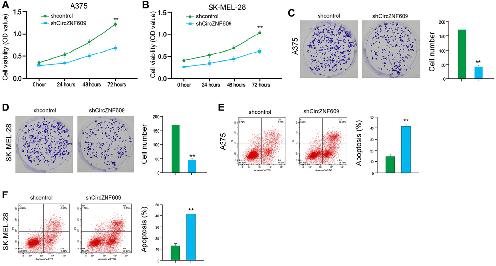 CircZNF609 promotes proliferation and attenuates apoptosis of melanoma cells. (A–F) The A375 and SK-MEL-28 cells were treated with the circZNF609 shRNA or control shRNA. (A and B) The cell viability was tested by the MTT assays in the cells. (C and D) The cell proliferation was measured by colony formation assays in the cells. (E and F) The cell apoptosis was analyzed by flow cytometry analysis in the cells. Data are presented as mean ± SD. Statistic significant differences were indicated: *P **P ***P 