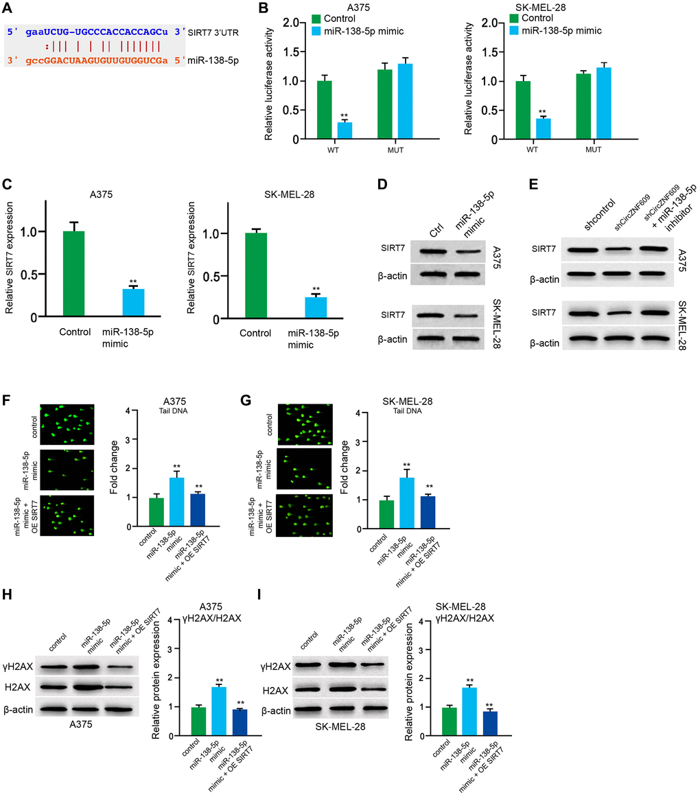 MiR-138-5p induces DNA damage by targeting SIRT7 in melanoma cells. (A) The binding of miR-138-5p and SIRT7 3’UTR was identified by bioinformatic analysis based on Targetscan (http://www.targetscan.org/vert