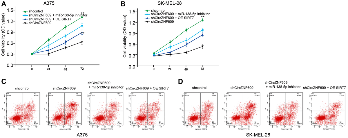 CircZNF609 contributes to melanoma cell survival by miR-138-5p/SIRT7 axis. (A–D) The A375 and SK-MEL-28 cells were treated with control shRNA or circZNF609 shRNA, co-treated with circZNF609 shRNA and miR-138-5p inhibitor or pcDNA3.1-SIRT7. (A and B) The cell viability was measured by MTT assays in the cells. (C and D) The cell apoptosis was analyzed by flow cytometry analysis in the cells. Data are presented as mean ± SD. Statistic significant differences were indicated: *P **P 