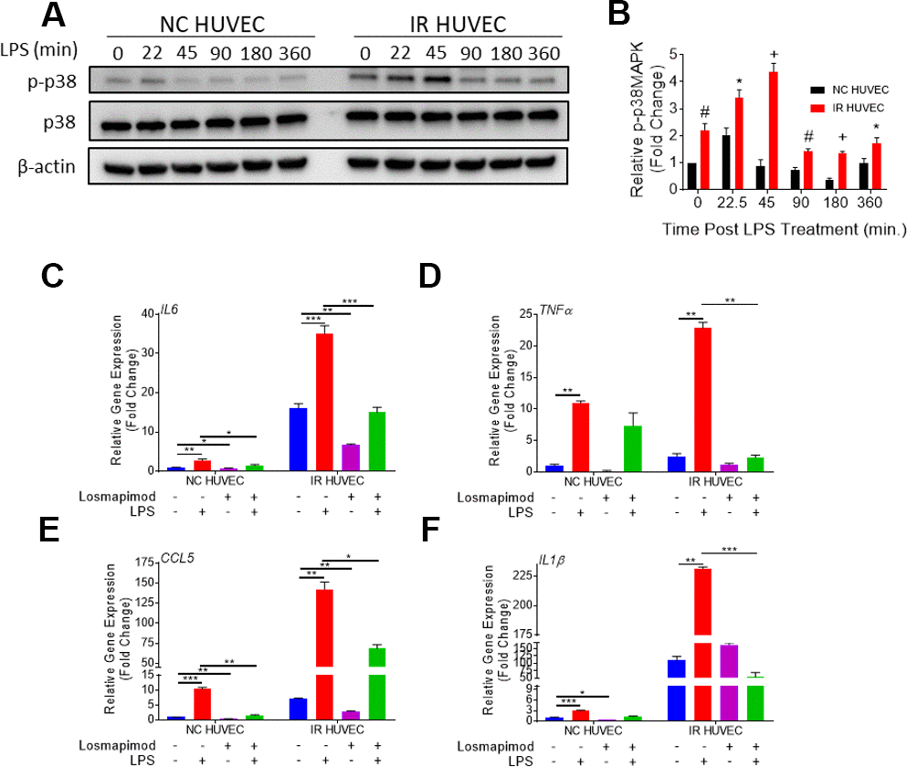 Regulation of senescence-associated hyper-activation via p38-MAPK (p38) pathway. (A, B) IR HUVEC exhibit higher activation of p38 than NC HUVEC. Representative western-blot images (A) and densitometry based quantitative analysis (B) of phosphorylated p38 (p-p38) and total p38 (p38) in NC HUVEC and IR HUVEC stimulated with LPS (30 ng/ml) for 0-6 hours. (n = 3; mean ± SEM; * pC–F) p38 inhibition attenuates the expression of IL6 (C), TNFα (D), CCL5 (E), and IL1β (F) mRNA in IR-HUVEC. NC HUVEC and IR-HUVEC were exposed to LPS (30 ng/ml) or the p38 inhibitor losmapimod (1 μM) or their combination for 3 hours followed by mRNA analysis. Gene expression in unstimulated NC HUVEC was used as baseline and GAPDH was used as endogenous control (n = 3; mean ± SEM; * p