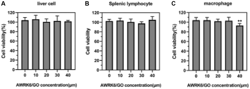The effect of AWRK6/GO intervention on the activity of liver cells, spleen cells and macrophages in mice. Note: (A) Liver cell activity; (B) Spleen cell activity; (C) Macrophage activity.