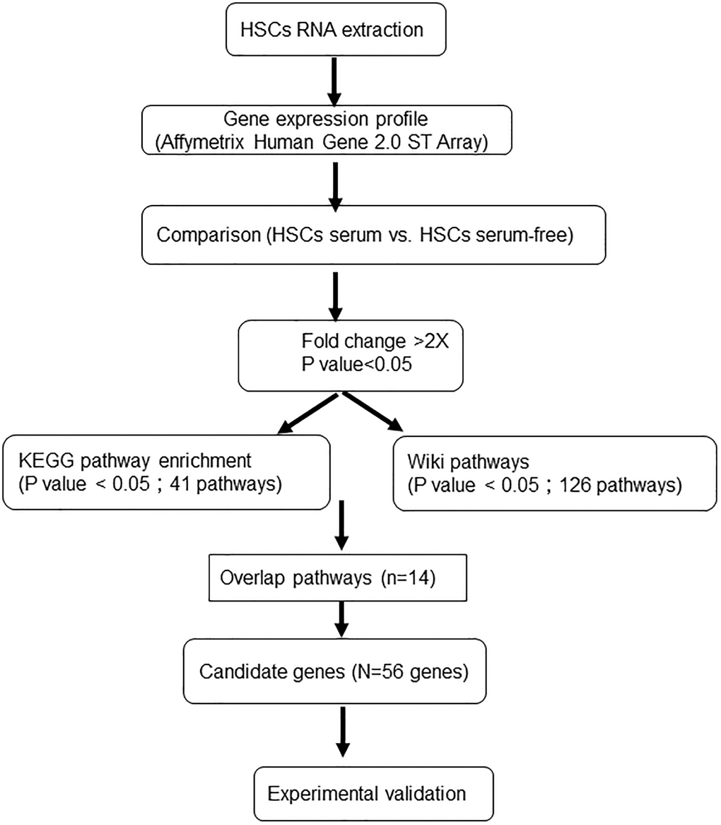 Experimental procedure for the gene microarray analysis of human HSCs expanded under different culture systems.