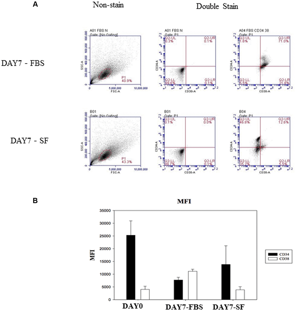Identify CD34 and CD38 expression by flow cytometry after HSCs cultured for 7 days. (A) The isolated HSC (CD34+/CD38–) were examined by flow cytometry with SSC-conjugated anti-CD34 and FSC-conjugated anti-CD38. Non-stained HSCs are used to determine the background auto-fluorescence to set the negative population allowing cells stained with CD38 and CD34 to be visualized (right side). The percentage of surface marker-positive cells in the population is indicated. (B) Flow cytometry expression of CD34 and CD38 on hematopoietic stem cells. Comparison of mean fluorescence intensity (MFI) of CD34 and CD38 in serum-expanded (DAY7-FBS) vs. serum-free-expanded (DAY7-SF) HSCs.