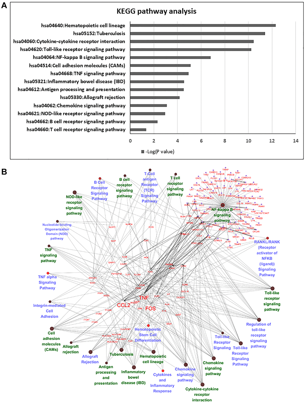 Pathway analysis of differentially expressed genes in serum and serum-free culture systems. (A) The list of candidate genes from 14 overlapping pathways between Wiki pathway and KEGG pathway. (B) Network analysis with cytoscape in 56 candidate genes in the 14 overlapping pathways.