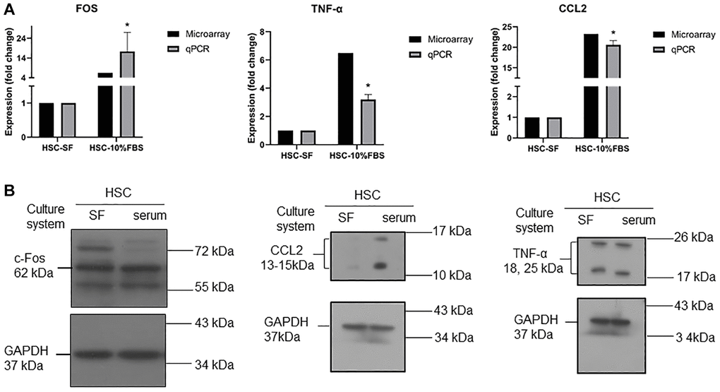 (A) RT-qPCR analysis for mRNA expression of CCL2, TNFα, and FOS in serum and serum-free cultured hematopoietic stem cells. Quantification of gene expression normalized with respect to GAPDH. (n = 3, data are expressed as means ± SD. *p B) Western blot analysis for protein expression of CCL2, TNFα, and FOS in serum and serum-free cultured hematopoietic stem cells. GADPH was used as a loading control.