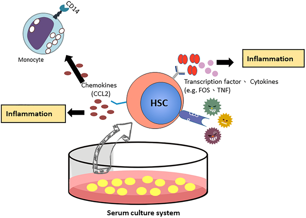 The proposed model of CCL2 involved HSCs ex vivo expanded culture systems.