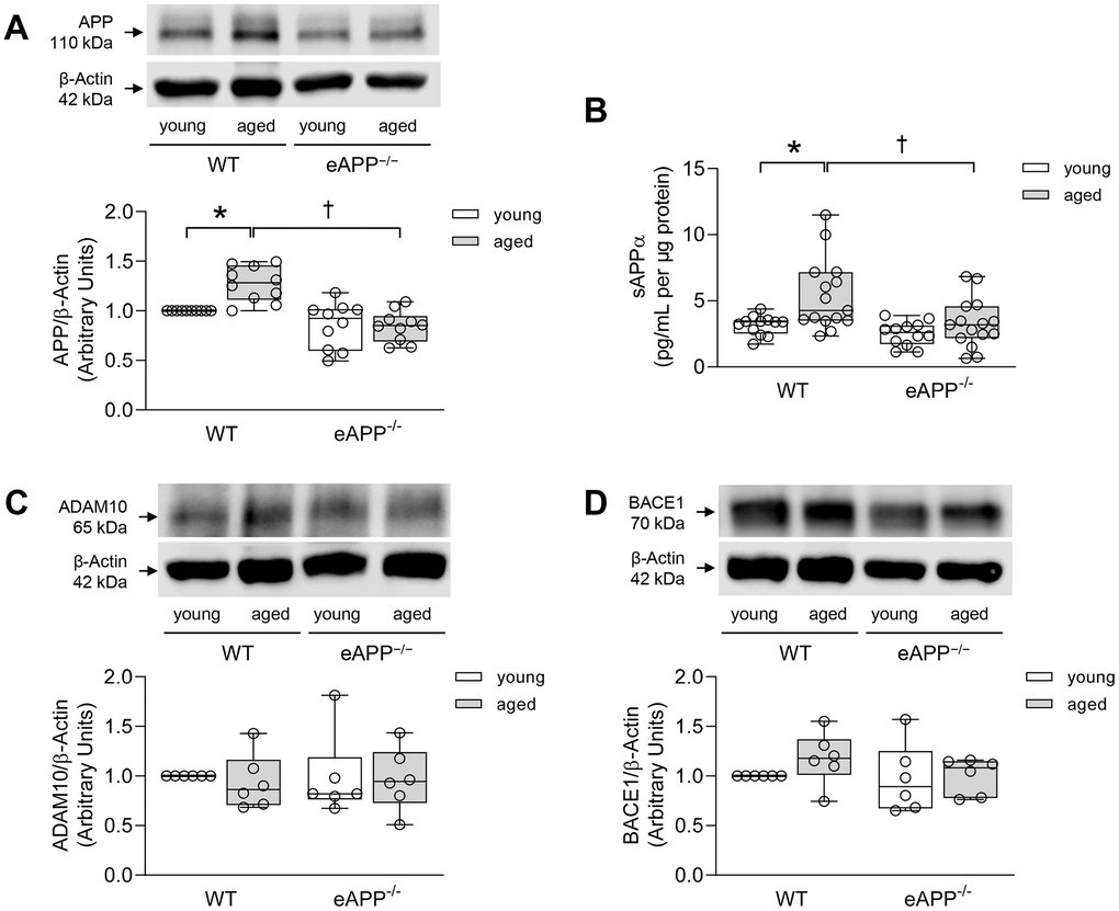 (A) Effects of aging on protein expression of APP in the aortas of wild-type (WT) littermates and eAPP−/− mice (n=10 per group). (B) Effects of aging on ex-vivo sAPPα secretion from wild-type (WT) littermates and eAPP−/− mice aortas. The supernatants were collected and analyzed for sAPPα levels. Results were normalized against tissue protein levels (n=12 per group for young WT littermates and eAPP−/− mice and n=15 per group for aged WT littermates and eAPP−/− mice). (C) Effects of aging on protein expression of ADAM10 in the aortas of wild-type (WT) littermates and eAPP−/− mice (n=6 per group). (D) Effects of aging on protein expression of BACE1 in the aortas of wild-type (WT) littermates and eAPP−/− mice (n=6 per group). Western blot results are the relative densitometry compared with β-actin protein. All results are representing box plots with whiskers showing the median, 25th to 75th percentiles, and min-max range. * P