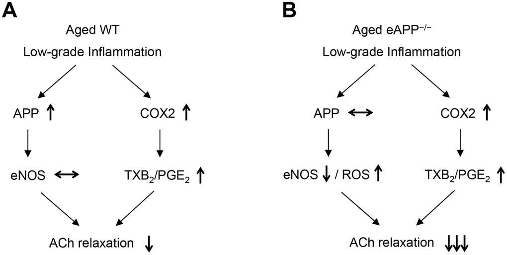 Schematic summary of the effects of aging on endothelial function in wild-type (WT) mice (A) and endothelium-specific amyloid precursor protein-deficient (eAPP−/−) mice (B). Please note that expression of APP is increased in aged wild-type mice (A) but not in aged eAPP−/− mice (B) aortas. ↑ = increase; ↓ = decrease; ↔ = no change; eNOS = endothelial nitric oxide synthase; ROS = reactive oxygen species; COX2 = cyclooxygenase 2; TXB2 = thromboxane B2; PGE2 = prostaglandin E2; ACh = acetylcholine.