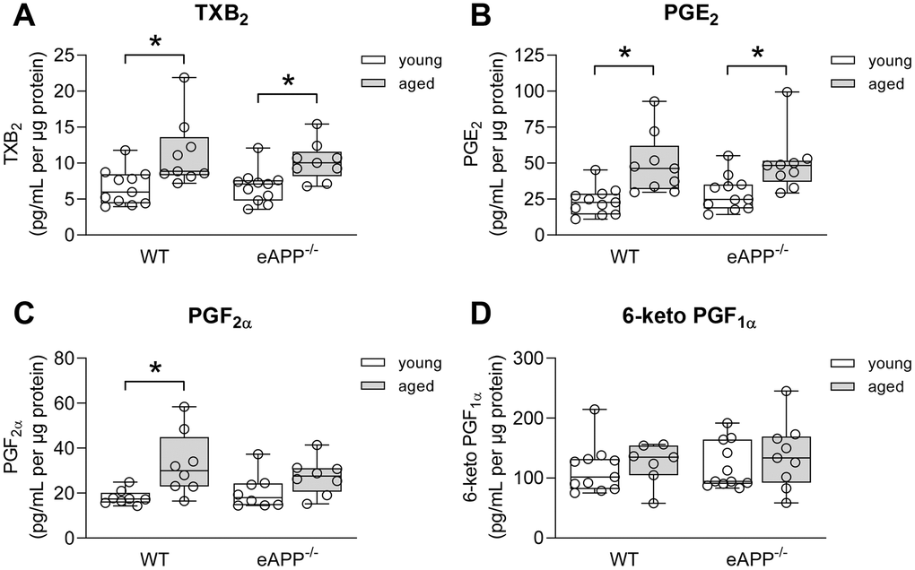 Effects of aging on ex-vivo secretion of prostaglandins from wild-type (WT) littermates and eAPP−/− mice aortas. The supernatants were collected and analyzed for TXB2 (A; n=11 per group for young mice and n=9 per group for aged mice), PGE2 (B; n=11 per group for young mice and n=9 per group for aged mice); PGF2α (C; n=8 per group for young mice and n=8 per group for aged mice); and 6-keto PGF1α (D; n=11 per group for young mice and n=7-9 per group for aged mice). All results were normalized against tissue protein levels and are representing box plots with whiskers showing the median, 25th to 75th percentiles, and min-max range. * P