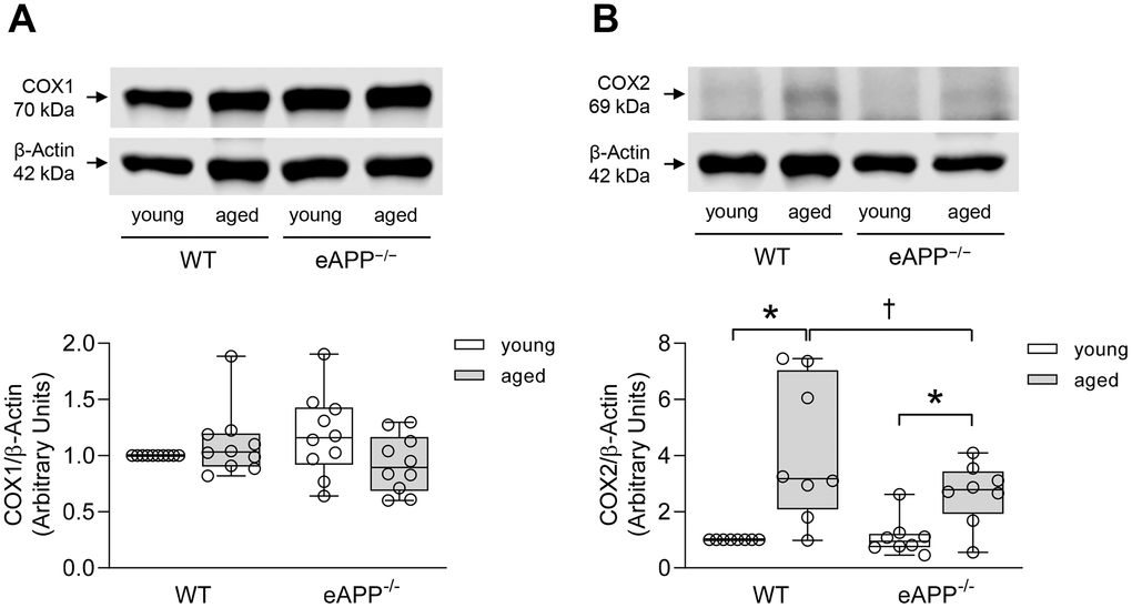 Protein expressions of COX1 (A) and COX2 (B) in the aortas of wild-type (WT) littermates and eAPP−/− mice. Western blot results are the relative densitometry compared with β-actin protein (n=10 per group for COX1 and n=8 per group for COX2). All results are representing box plots with whiskers showing the median, 25th to 75th percentiles, and min-max range. * P