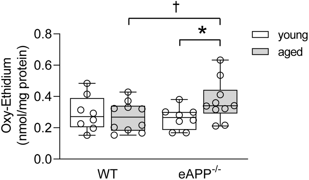 Quantitative HPLC analysis of superoxide anion in aortas from young and aged wild-type (WT) littermates and eAPP−/− mice aortas. All results were normalized against tissue protein levels and are representing box plots with whiskers showing the median, 25th to 75th percentiles, and min-max range (n=8 per group for young WT littermates and eAPP−/− mice and n=10 per group for aged WT littermates and eAPP−/− mice). * P