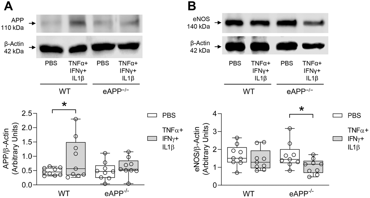 Effects of ex-vivo treatment for 24 hours with cytokines cocktail on protein expressions of APP (A) and eNOS (B) in the aortas of young wild-type (WT) littermates and eAPP−/− mice. Western blot results are the relative densitometry compared with β-actin protein (n=9 per group). All results are representing box plots with whiskers showing the median, 25th to 75th percentiles, and min-max range. * P