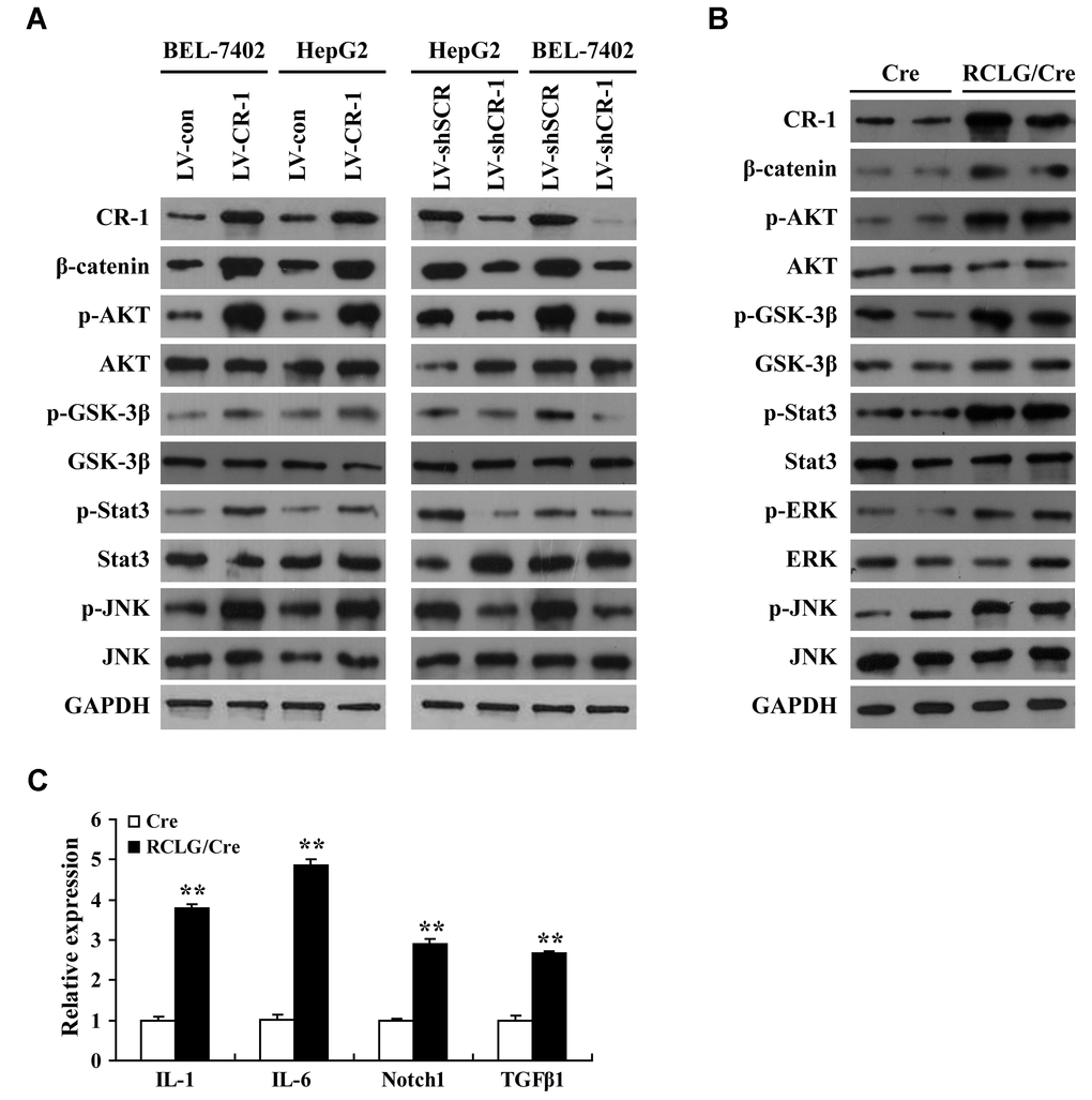 Liver-specific overexpression of CR-1 gene in transgenic mice activates HCC-related signaling pathways. (A) Representative western blot images show expression levels of the indicated proteins in CR-1-overexpressing, CR-1-knockdown, and corresponding control BEL-7402 and HepG2 cells. (B) Representative immunoblotting images show levels of the indicated proteins in the liver tissues of Alb-Cre and RCLG/Alb-Cre mice. (C) QRT-PCR analysis shows relative mRNA levels of IL-1, IL-6, Notch1, and TGF-β1 in the liver tissues of Alb-Cre and RCLG/Alb-Cre mice.