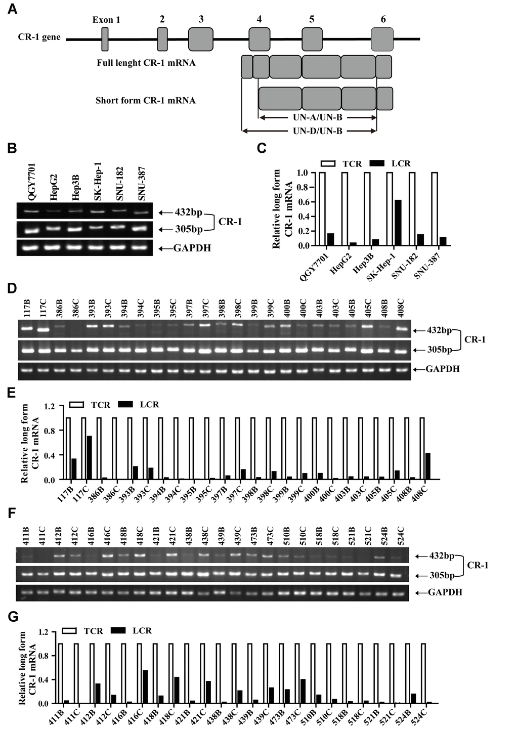 Liver-specific over-expression of Cripto-1 in transgenic mice
