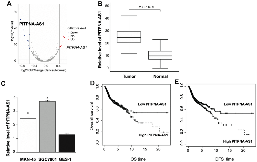 The expression of PITPNA-AS1 is upregulated in GC patients. (A) Volcano plot of the lncRNA profile in GC patients tumor and normal adjacent tissues. (B) The expression pattern of PITPNA-AS1 in GC patients tumor and normal adjacent tissues; (C) PITPNA-AS1 expression in MKN-45, SGC7901, and GES-1 cells; (D) dysregulation of PITPNA is related to overall survival in GC patients; (E) dysregulation of PITPNA is related to disease-free survival in GC patients. DFS: Disease-free survival; OS: Overall survival. Data are presented as mean ± SEM. Statistic significant differences were indicated: * P 