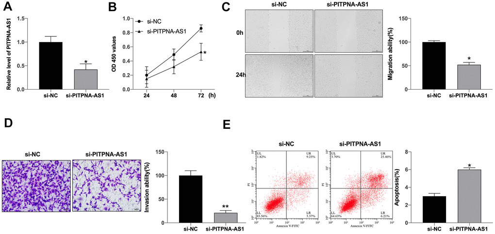 PITPNA-AS1 regulates viability, migration, and invasion of GC cells. (A) PITPNA-AS1 expression in SGC7901 cells with si-PITPNA-AS1 or si-NC; (B) PITPNA-AS1 siRNA inhibited cell proliferation in SGC7901 cells. PITPNA-AS1 siRNA inhibited SGC7901 cell migration (C) and invasion (D). (E) PITPNA-AS1 siRNA induced cell apoptosis in SGC7901 cells. Data are presented as mean ± SEM. Statistic significant differences were indicated: * P 