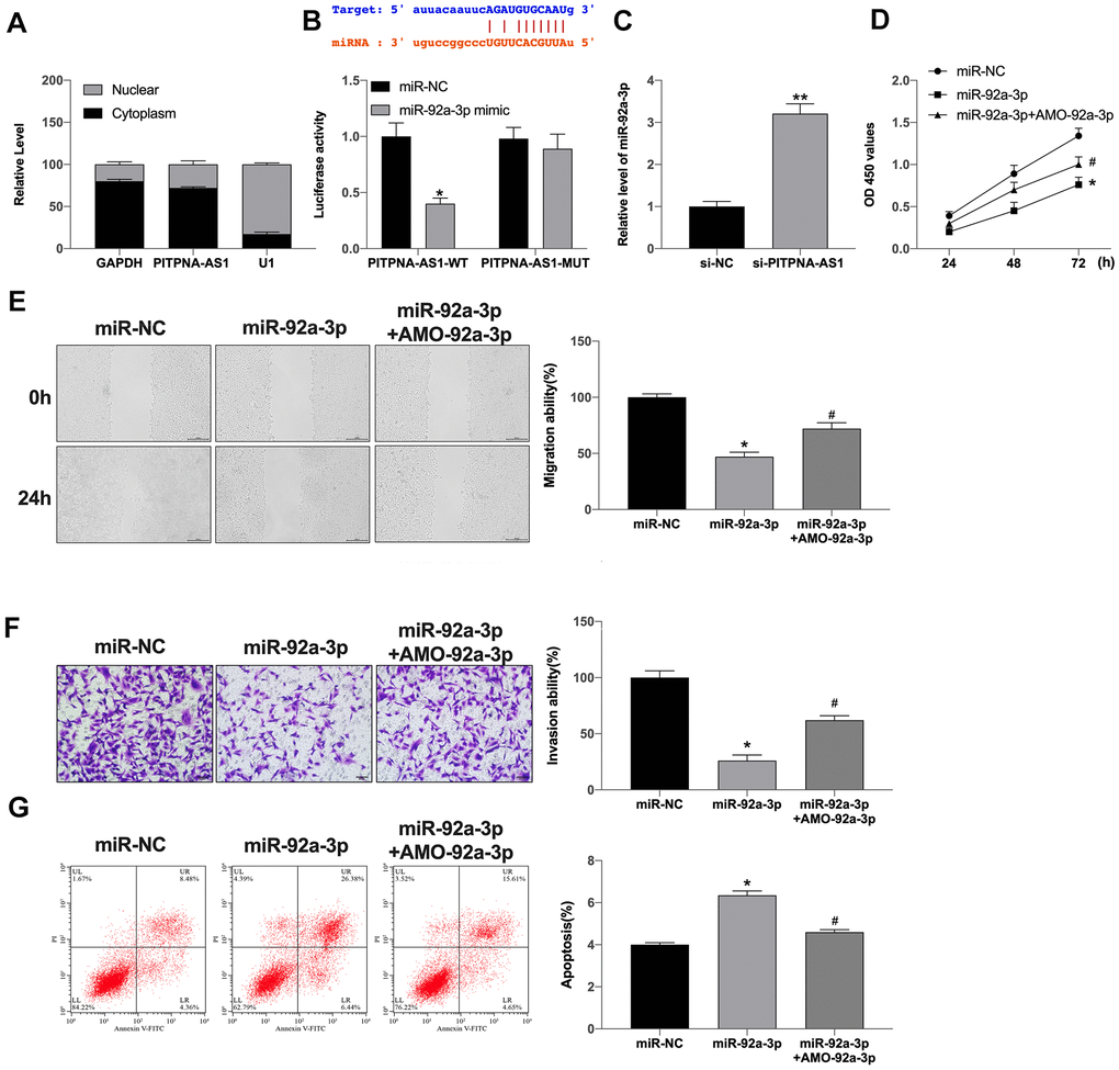 PITPNA-AS1 acts as a sponge for miR-92a-3p in pancreatic carcinoma cells. (A) Subcellular fractionation assay was performed to identify the location of PITPNA-AS1 in SGC7901 cells. (B) The binding sites between PITPNA-AS1 and miR-92a-3p; Luciferase activity of miR-92a-3p mimic with PITPNA-AS1-WT or PITPNA-AS1-MUT. (C) MiR-92a-3p expression is regulated by si-PITPNA-AS1 in SGC7901 cells. D-G: Cell proliferation (D), migration (E), invasion (F), and apoptosis (G) in SGC7901 cells treated with miR-92a-3p mimic and miR-92a-3p inhibitor (AMO- miR-92a-3p). Data are presented as mean ± SEM. Statistic significant differences were indicated: ns, no significance, * P #P 