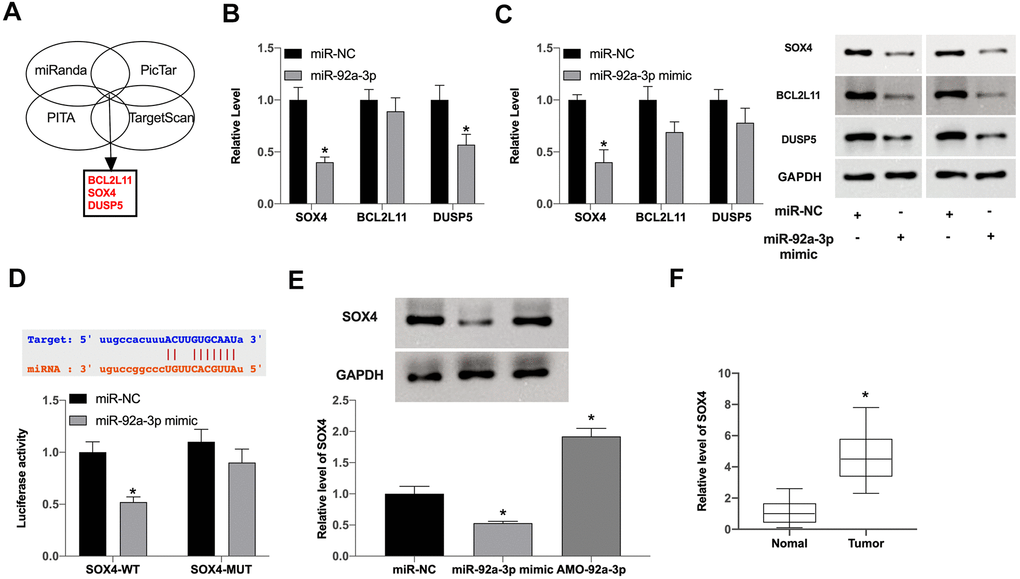 MiR-92a-3p regulates SOX4 expression in pancreatic carcinoma. (A) Three possible mRNAs regulated by miR-92a-3p were selected and are presented in a Venn diagram. (B, C) The expression levels of three target mRNAs were assessed after overexpression of miR-92a-3p. (D) The binding sites between SOX4 and miR-92a-3p; Luciferase activity of miR-92a-3p mimic with SOX4-WT or SOX4-MUT. (E) SOX4 expression regulation by miR-92a-3p mimic or inhibitor in SGC7901 cells. (F) SOX4 expression in pancreatic carcinoma tissues. Data are presented as mean ± SEM. Statistic significant differences were indicated: * P 