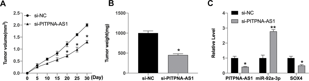 PITPNA-AS1 regulates the tumor growth in vivo. (A, B) The impact of si-PITPNA-AS1 on tumor growth of gastric cells in vivo was analyzed by nude mice tumorigenicity assay (n = 5). (C) The expression of PITPNA-AS1, miR-92a-3p, SOX4 was determined. Data are presented as mean ± SEM. Statistic significant differences were indicated: * P 