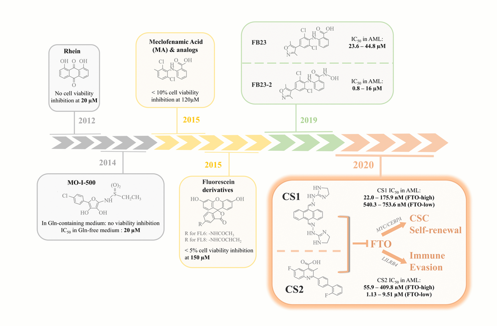 Evolutional landmarks in FTO inhibitor discovery. Rhein, the first FTO inhibitor identified in 2012, did not impair viability in BE(2)-C neuroblastoma cells at a dose of 20 &mu;M. MO-I-500, an inhibitor discovered in 2014, was found to inhibit survival of SUM149 breast cancer cells in glutamine (Gln)-free medium with an IC50 of 20 &mu;M, but had little effect on cells cultured in complete medium. Meclofenamic acid (MA) and its analogs were reported to be highly selective inhibitors of FTO. However, more than 90% of the Hela cells treated with 120 &mu;M MA2 (an MA analog) remained viable. Fluorescein and its derivatives could simultaneously inhibit and label FTO and were therefore considered "bifunctional". At a concentration of up to 150 &mu;M, fluorescein derivatives FL6 and FL8 did not display inhibitory effects on Hela cells with > 95% viable cells. In 2019, guided by the structural complex of FTO/MA, FB23 and FB23-2 were designed and optimized as two more potent FTO inhibitors. But the IC50 for both inhibitors in acute myeloid leukemia (AML) were still in the micromolar range (23.6 – 44.8 &mu;M for FB23 and 0.8 – 16 &mu;M for the optimized FB23-2). In contrast, the most recently discovered small molecule FTO inhibitors, CS1 and CS2, have much lower IC50 values in AML and solid tumors, especially in cancer cells that highly express FTO (in the low nanomolar range). CS1 and CS2 exert their anti-tumor activity by suppressing the FTO-mediated upregulation of MYC/CEBPA as well as LILRB4, thereby attenuating cancer stem cell (CSC) self-renewal and overcoming tumor immune evasion.