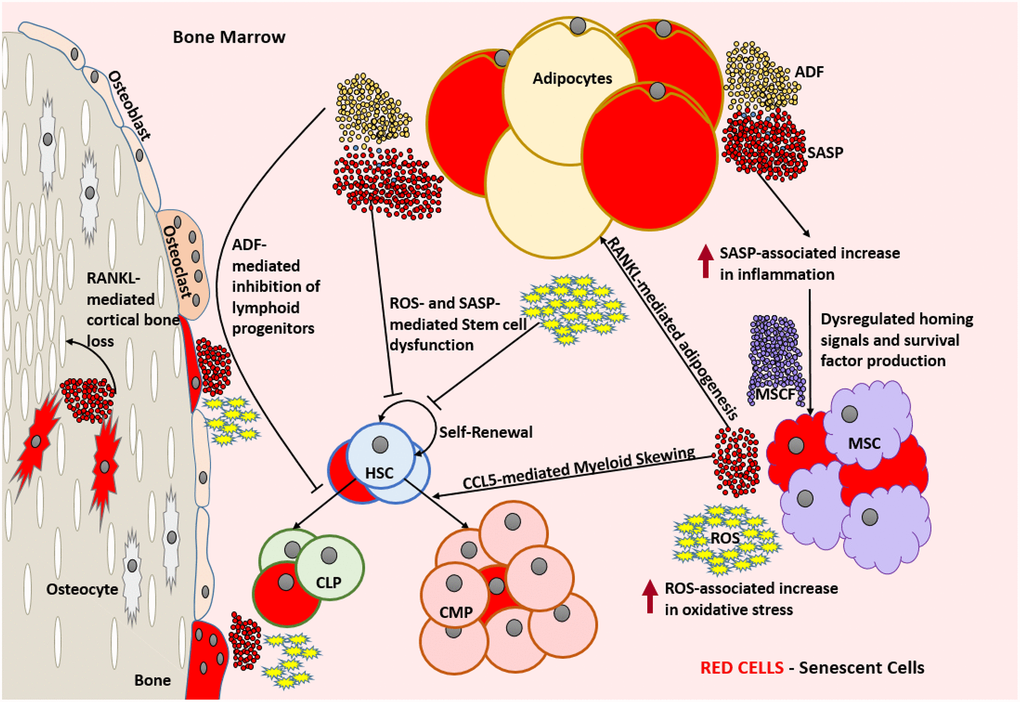 Aged bone marrow microenvironment with accumulated SnCs is not conducive for its normal functionality. SASP and ROS mediate dysfunction and DNA damage in HSCs, respectively and lead to a change in the HSC repertoire and exhaustion of the functional HSC reservoir. RANKL mediates the accumulation of adipocytes that produce ADFs. CCL5 and ADFs mediate the establishment of myeloid skewing in HSCs. SASP mediated inflammation can dysregulate the adequate production of homing signals and survival factors by the MSCs which can lead to the depletion of selective immune cell types. The increased ROS and SASP mediated inflammation causes damage to the surrounding cells and induces senescence by means of the bystander effect. SnCs such as osteocytes can produce SASP that is detrimental to the bone housing which encloses them. In the absence of rapid clearance of SnCs, this becomes a self-perpetuating cycle of dysfunction and damage causing severe immunosenescence. Abbreviations: SnC: Senescent cell; SASP: Senescence associated secretory phenotype; ROS: Reactive Oxygen Species; HSC: Hematopoietic stem cell; CLP: Common lymphoid progenitor; CMP: Common myeloid progenitor; MSC: Mesenchymal stem cell; MCSF: Mesenchymal stem cell derived factors; ADF: Adipocyte derived factors; CCL5: Chemokine Ligand 5; RANKL: Receptor activator of nuclear factor kappa-Β ligand.