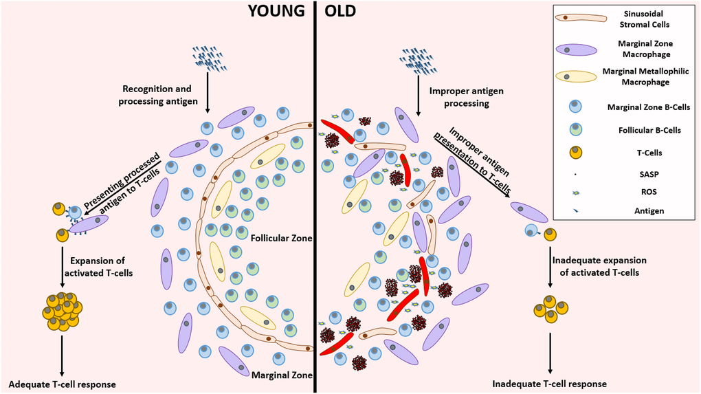 Remarkable differences between the young and aged splenic environment. With advancing age, the stromal cells in the lining of sinuses, that demarcate follicular zone from the marginal zone, become less organized accompanied with an altered localization of various cell types. The inflammatory environment created by the accumulation of SnCs impairs the functionality of several cells residing in the spleen. This functional impairment mediated improper antigen presenting capabilities lead to the establishment of an inadequate T-cell response against pathogenic invasion. Abbreviations: SnC: Senescent cell; SASP: Senescence associated secretory phenotype; ROS: Reactive Oxygen Species.