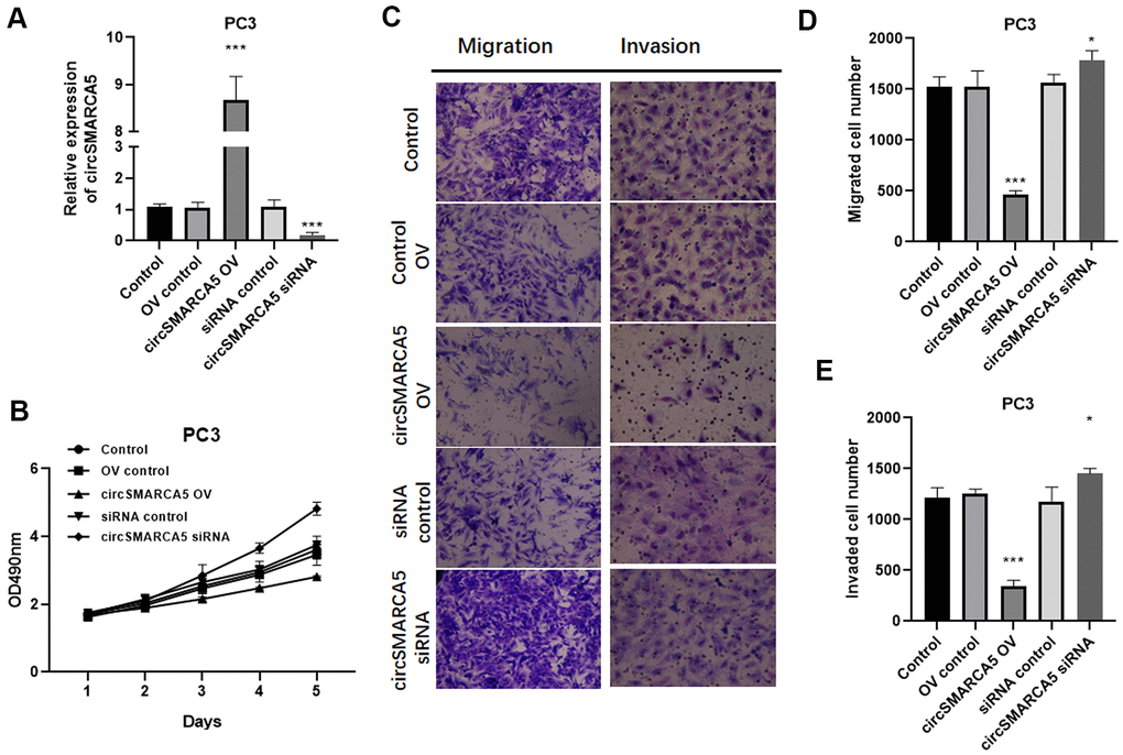 circSMARCA5 inhibits PC3 cell proliferative, migrative, and invasive capabilities. circSMARCA5 was upregulated or downregulated in PC3 cells. (A) The qRT-PCR results showed circSMARCA5 level in PC3 cells with indicated treatment. (B) PC3 cells’ growth with different treatments. The Transwell assay results showed the migration (C, D) and migration (C, E) of PC3 cells after indicated treatment. Magnification ×100. *, **, *** represent p ≤ 0.05, p ≤ 0.01, p ≤ 0.001, respectively. Assays were performed at least three times.