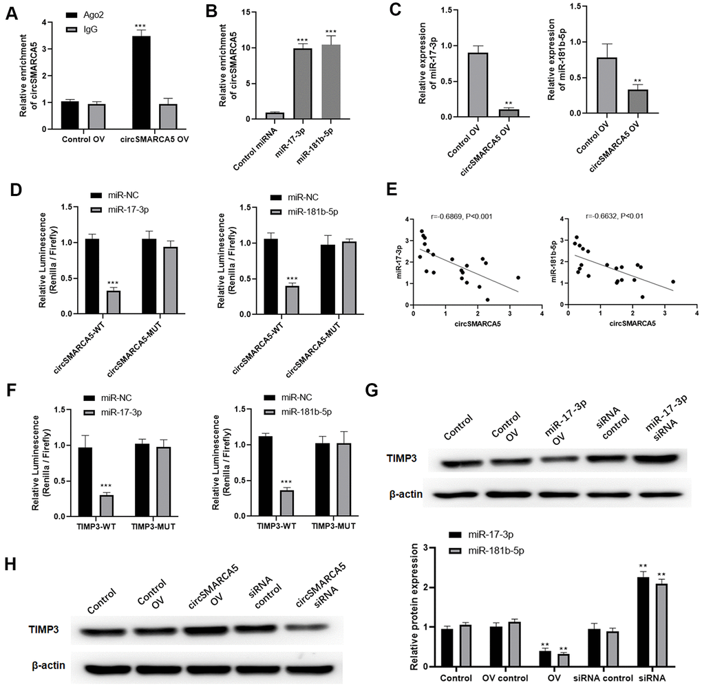 circSMARCA5 sponged miR-181b-5p/miR-17-3p to regulate TIMP3. (A) qRT-PCR for the pulled-down circSMARCA5. (B) qRT-PCR for circSMARCA5 enrichment in DU145 cell lysates. (C) qRT-PCR for miR-181b-5p and miR-17-3p. (D) Luciferase activities in the cells with indicated treatments. (E) Correlation between circSMARCA5 expression and miR-181b-5p, or miR-17-3p, in prostate tumor tissues. (F) Luciferase activities in the cells with indicated treatments. (G) Western blot for TIMP3 expression after overexpression or downregulation of miR-17-3p. (H) Western blot for the expression of TIMP3 after circSMARCA5 overexpression, or downregulation. *, **, *** represent p ≤ 0.05, p ≤ 0.01, p ≤ 0.001, respectively. Assays were performed at least three times.