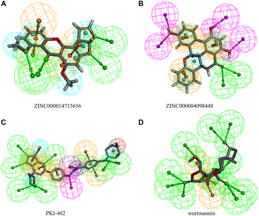 Pharmacophores of (A) ZINC000014715656 (B) ZINC000004098448 (C) PKI-402 (D) Wortmannin.