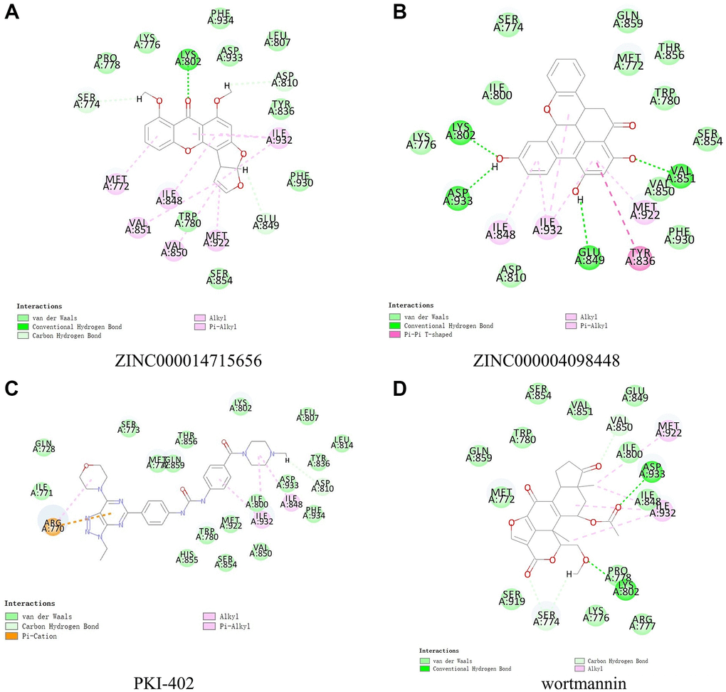 Schematic representation showing intermolecular interactions of predicted binding modes of (A) ZINC000014715656 with PIK3CA H1047R, (B) ZINC000004098448 with PIK3CA H1047R, (C) PKI-402 with PIK3CA H1047R, and (D) wortmannin with PIK3CA H1047R.