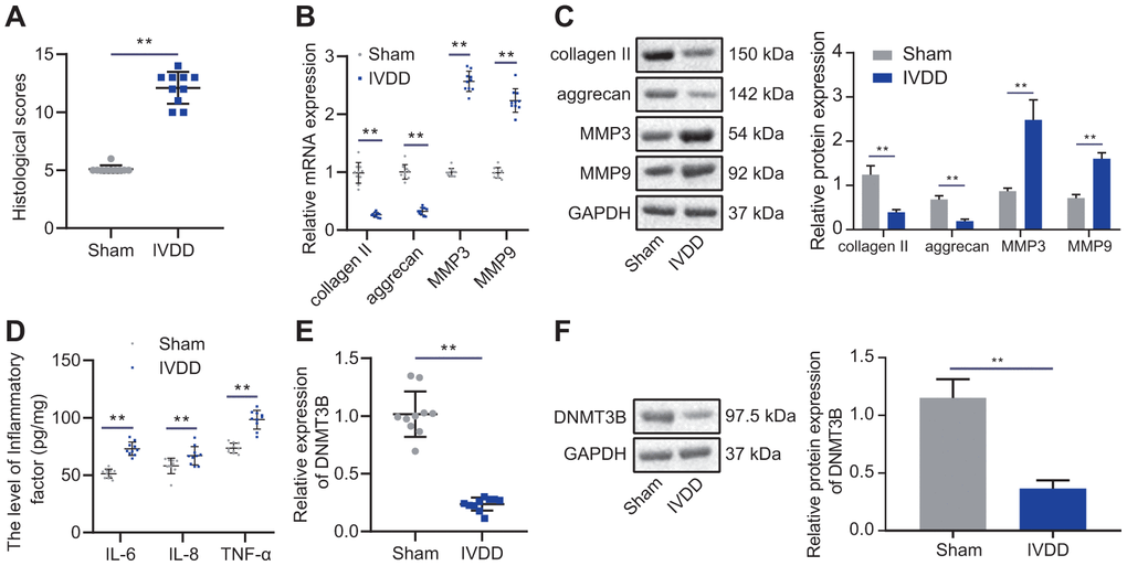 DNMT3B was expressed in IVDD tissues in low levels. (A) Histological analysis of intervertebral disc tissues of Sham rats and IVDD rats. (B) The expression of collagen II, aggrecan, MMP3, and MMP9 detected by RT-qPCR in intervertebral disc tissues of sham-operated rats and IVDD rats. (C) Western blot analysis of the expression of collagen II, aggrecan, MMP3, and MMP9 in intervertebral disc tissues of sham-operated rats and IVDD rats. (D) The levels of inflammatory factors IL-6, TNF-α, IL-8 was detected by ELISA. (E) The expression of DNMT3B in the intervertebral disc of sham-operated rats and IVDD rats was detected by RT-qPCR. (F) The expression of DNMT3B in the intervertebral disc of sham-operated rats and IVDD rats was detected by Western blot. Measurement data are expressed as the mean ± standard deviation and analyzed using independent sample t-tests. **, p 