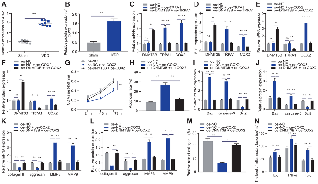 DNMT3B regulated NP cell proliferation and ECM degradation by inhibiting TRPA1-COX2 axis. (A) The expression of COX2 in the intervertebral disc tissue of IVDD and Sham rats was detected by RT-qPCR (n = 10). (B) Western blot showing the expression of COX2 in the intervertebral disc tissue of IVDD and Sham rats. (C) mRNA expression of DNMT3B, TRPA1, and COX2 in NP cells after 24 hours of treatment with oe-DNMT3B and oe-TRPA1 was detected by qRT-PCR. (D) Protein expression of DNMT3B, TRPA1, and COX2 in NP cells after 48 hours of treatment with oe-DNMT3B, oe-TRPA1 or oe-NC was detected by Western blot. (E) DNMT3B, TRPA1, and COX2 mRNA expression in NP cells after 24 hours of treatment with oe-DNMT3B, oe-COX2 or oe-NC detected by RT-qPCR. (F) DNMT3B, TRPA1, and COX2 protein expression in NP cells after 48 hours of treatment with oe-DNMT3B, oe-COX2 or oe-NC detected by Western blot. (G) The proliferation of NP cells after 24 hours of treatment with oe-DNMT3B, oe-COX2 or oe-NC was detected by CCK-8 assay. (H) The apoptosis of NP cells after 48 hours of treatment with oe-DNMT3B or oe-COX2 was detected by flow cytometry. (I) The expression of apoptosis-related factors Bax, Bcl-2, and caspase-3 was detected by qRT-PCR in NP cells after 24 hours of treatment with oe-DNMT3B or oe-COX2. (J) The expression of apoptosis-related factors Bax, Bcl-2, and caspase-3 was detected by Western blot in NP cells after 48 hours of treatment with oe-DNMT3B or oe-COX2. (K) The expression of collagen II, aggrecan, MMP3, and MMP9 was detected by qRT-PCR in NP cells after 24 hours of treatment with oe-DNMT3B or oe-COX2. (L) The expression of collagen II, aggrecan, MMP3, and MMP9 was detected by Western blot in NP cells after 48 hours of treatment with oe-DNMT3B or oe-COX2. (M) Immunofluorescence staining showing collagen II protein in NP cells after 48 hours of treatment with oe-DNMT3B or oe-COX2. (N) Inflammatory factors IL-6, TNF-α, IL-8 levels in NP cells after 24 hours of treatment with oe-DNMT3B or oe-COX2 were detected by ELISA. Measurement data are expressed as the mean ± standard deviation (n = 3) and analyzed using independent sample t-tests between two groups, using one-way ANOVA between multiple groups, or using two-way ANOVA between groups at different time points. **, p 