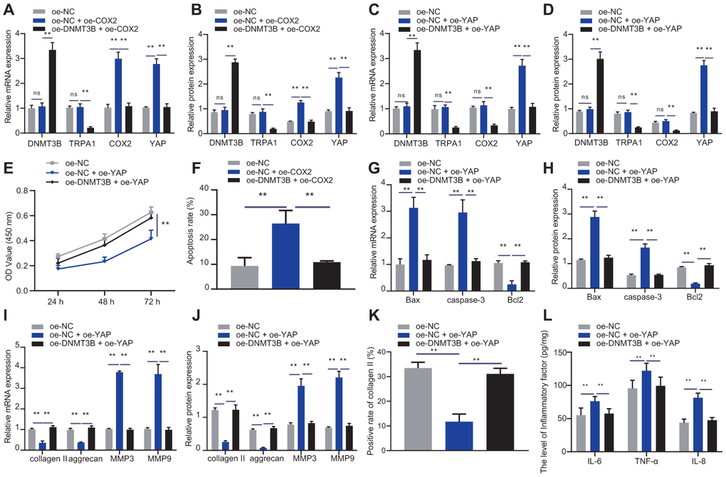 DNMT3B promoted NP cell proliferation and ECM synthesis via COX2-YAP axis. (A) DNMT3B, TRPA1, COX2, and YAP expression in NP cells after 48 hours of treatment with oe-DNMT3B and oe-COX2 was detected by RT-qPCR. (B) DNMT3B, TRPA1, COX2, and YAP expression in NP cells after 48 hours of treatment with oe-DNMT3B and oe-COX2 was detected by Western blot. (C) DNMT3B, TRPA1, COX2, and YAP expression in NP cells after 48 hours of treatment with oe-DNMT3B and oe-YAP was detected by RT-qPCR. (D) DNMT3B, TRPA1, COX2, and YAP expression in NP cells after 48 hours of treatment with oe-DNMT3B and oe-YAP was detected by Western blot. (E) The proliferation of NP cells after 48 hours of treatment with oe-DNMT3B or oe-YAP was detected by CCK-8. (F) The apoptosis of NP cells after 48 hours treatment with oe-DNMT3B or oe-YAP was detected by flow cytometry. (G) The expression of apoptosis-related factors Bax, Bcl-2, and caspase-3 was detected by RT-qPCR in NP cells after 48 hours of treatment with oe-DNMT3B or oe-YAP. (H) The expression of apoptosis-related factors Bax, Bcl-2, and caspase-3 was detected by Western blot in NP cells after 48 hours of treatment with oe-DNMT3B or oe-YAP. (I) The expression of collagen II, aggrecan, MMP3, and MMP9 was detected by RT-qPCR in NP cells after 48 hours of treatment with oe-DNMT3B or oe-YAP. (J) The expression of collagen II, aggrecan, MMP3, and MMP9 was detected by Western blot in NP cells after 48 hours of treatment with oe-DNMT3B or oe-YAP. (K) Immunofluorescence staining showing collagen II protein in NP cells after 48 hours of treatment with oe-DNMT3B or oe-YAP. (L) Inflammatory factors IL-6, TNF-α, IL-8 levels in NP cells after 48 hours of treatment with oe-DNMT3B or oe-YAP were detected by ELISA. Measurement data are expressed as the mean ± standard deviation (n = 3) and analyzed using one-way ANOVA between multiple groups or using two-way ANOVA between groups at different time points. **, p 