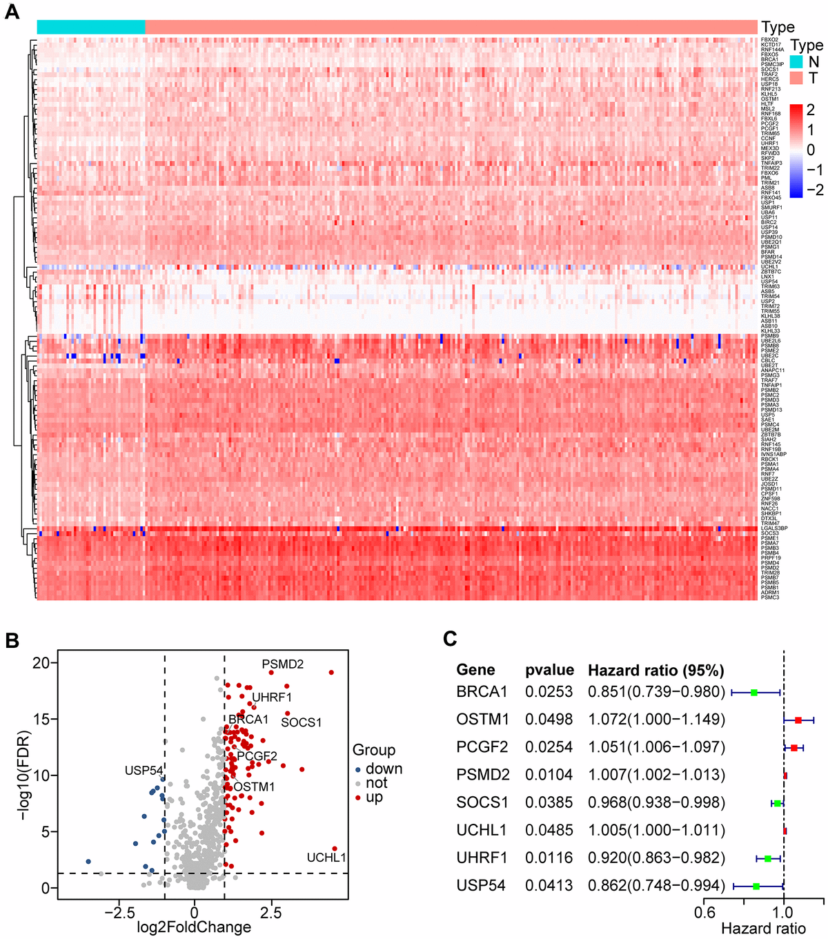 Differential expression of UPS-related genes (UPSGs) and identification of 8 UPSGs with prognostic value in HNSCC samples. (A) 114 differentially expressed UPSGs (DEUPSGs) are depicted as a heat map. (B) 97 upregulated and 17 downregulated DEUPSGs are shown as a volcano plot (FDR  1.5). (C) The eight risk DEUPSGs in the prognostic risk model are shown using a forest plot.