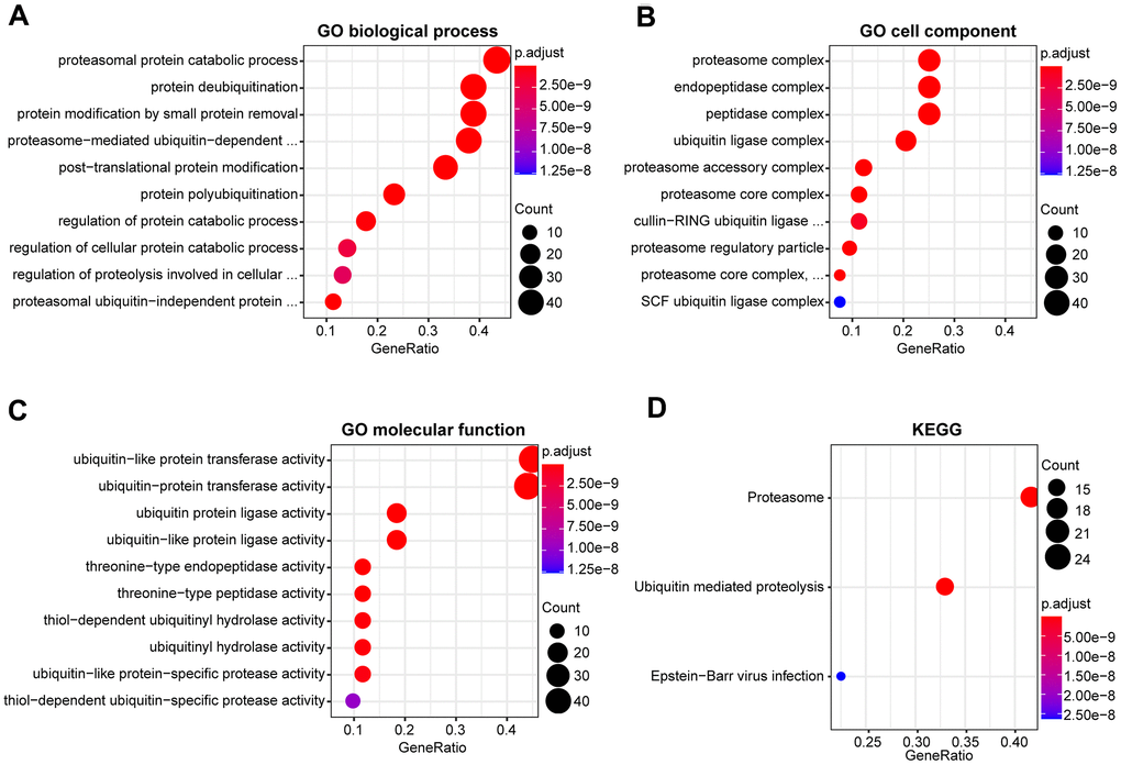 Functional enrichment analysis of DEUPSGs in HNSCC. (A–C) The top ten enriched terms in the GO analysis belonged to biological process (A), cell component (B), and molecular function (C) for DEUPSGs are demonstrated using an enriched scatter diagram. (D) The enriched pathways of the KEGG pathway analysis are showed using a scatter diagram. GO, gene ontology; KEGG, Kyoto Encyclopedia of Genes and Genomes.