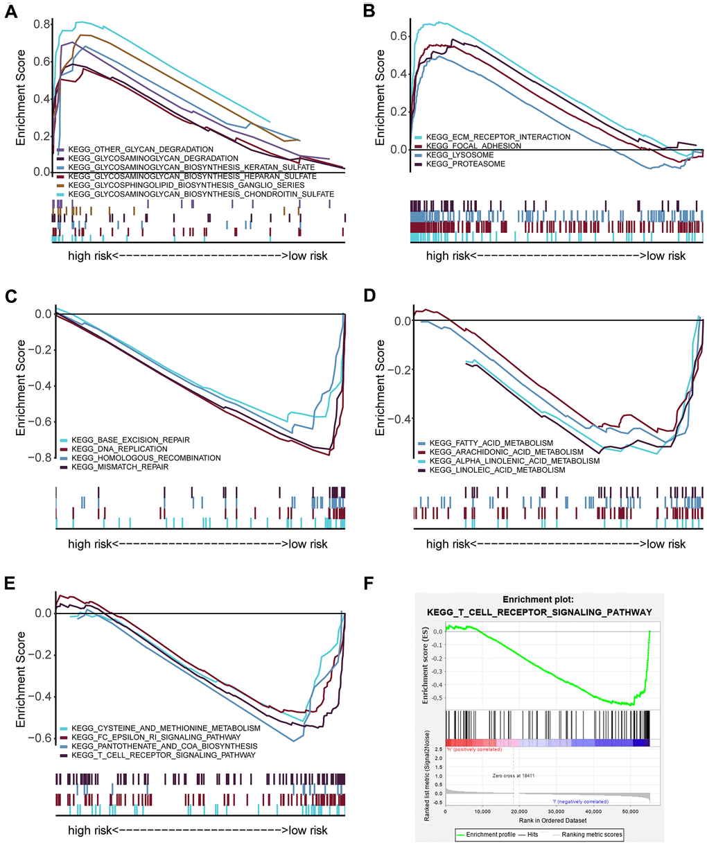 GSEA analysis showing the enriched pathways of the high- and low-risk groups. (A) Multiple GSEA showing glycan-related metabolism pathways in the high-risk group. (B) Multiple GSEA showing extracellular matrix and proteolysis related pathways in the high-risk group. (C) Multiple GSEA showing DNA repair in the low-risk group. (D) Multiple GSEA showing fatty acid metabolism pathways in the low-risk group. (E) Multiple GSEA showing other metabolism- and immune- related pathways in the low-risk group. (F) Single GSEA showing the T cell receptor signaling pathway.