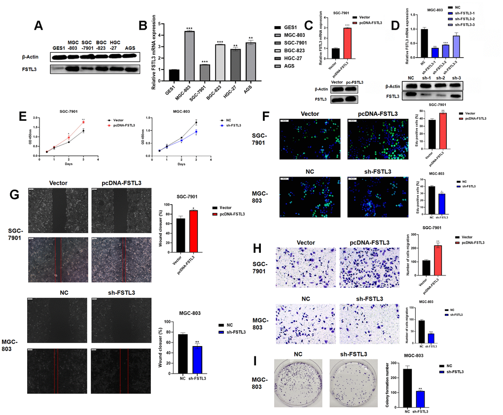 FSTL3 overexpression or knockdown modulates gastric cancer cell viability, proliferation and migration. (A) Western blot analysis of FSTL3 protein levels in GES1, MGC-803, SGC-7901, BGC-823, HGC-27 and AGS gastric cell lines; blotting for the housekeeping protein β-actin was used as a loading control in this experiment. (B) Analysis of relative FSTL3 mRNA levels in GES1, MGC-803, SGC-7901, BGC-823, HGC-27 and AGS gastric cell lines using qRT-PCR (see Materials and Methods). (C) Overexpression of FSTL3 in gastric cancer cell line SGC-7901 monitored by Western blotting and qRT-PCR. (D) FSTL3 knockdown in gastric cancer cell line MGC-803 monitored by Western blotting and qRT-PCR. (E) FSTL3 overexpression (SGC-7901) or knockdown (MGC-803) cell lines were analyzed for cell viability compared to controls. (F) FSTL3 overexpression (SGC-7901) or knockdown (MGC-803) cell lines were assayed for cell proliferation using EdU incorporation. (G) Wounded cell monolayer assays on FSTL3 overexpression (SGC-7901) or knockdown (MGC-803) cell lines (48h). (H) Transwell cell migration assay on FSTL3 overexpression (SGC-7901) or knockdown (MGC-803) cell lines followed by staining of Transwell filters to detect migrated cells. (I) FSTL3 knockdown and effects on MGC-803 cell colony formation. Quantification in panels (B–I) were carried out as described in Materials and Methods and compared to control cell lines. Error bars indicate +SEM; significance indicated by asterisks, *PPP