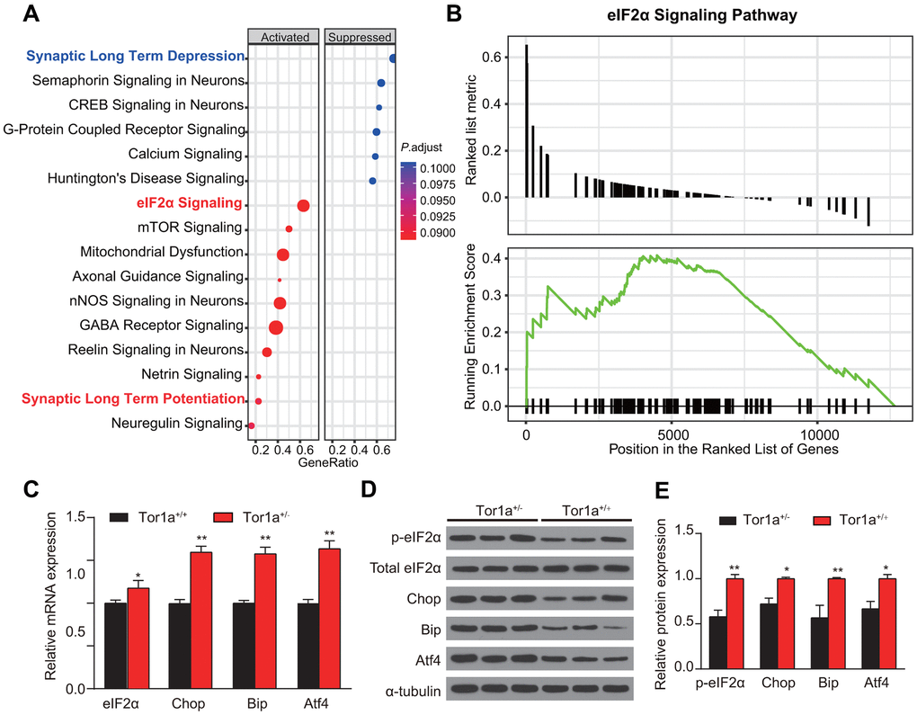 Abnormal eIF2α signaling and ER stress in Tor1a+/- mice. (A) Ingenuity pathway analysis (IPA) was completed to identify significantly dysregulated canonical pathways. The top 15 pathways generated with the DEGs. (B) Gene Set Enrichment Analysis (GSEA) was applied to further confirm the up-regulated eIF2α signaling in Tor1a+/- mice. (C) Levels of mRNA in striatal lysates were measured by RT-qPCR. (D, E) Representative western blots of striatal lysates (D). Quantification of protein expression in striatum as shown (n: 3 per group). Data are represented as mean ±SEM. In each group, five mice were used (N=5), and three independent experiments were conducted for each mouse (n=3). P