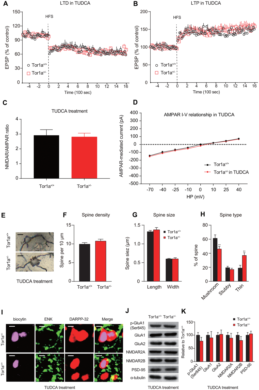 ER stress inhibitor rescues long-term memory deficit in Tor1a+/- mice. (A) Time-course of striatal LTD expression in SPNs from Tor1a+/+ and Tor1a+/- mice. After in vivo treatment with TUDCA, the HFS protocol induced striatal LTD expression in Tor1a+/- mice. (B) Time-course of striatal LTP expression in SPNs from Tor1a+/+ and Tor1a+/- mice. LTP amplitude in Tor1a+/- mice was comparable to that of SPNs from Tor1a+/+ littermates. (C) Summary plot of NMDA/AMPA current ratio calculated in SPNs from Tor1a+/+ and Tor1a+/- mice. treatment with TUDCA normalized the NMDAR/AMPAR ratio in Tor1a+/- mice (P>0.05). (D) AMPAR-mediated currents recorded at different HP in Tor1a+/+ and Tor1a+/- SPNs. The IV curve of AMPAR-EPSC also revealed no significant difference between genotypes (P>0.05). (E) Representative images showed spine morphology of Tor1a+/- and Tor1a+/+ SPNs. (F–H) Histogram representing the quantification of dendritic spine density (F), dendritic spine size (G, spine length and head width) and dendritic spine type (H, mushroom, stubby, thin) in Tor1a+/- and Tor1a+/+ SPNs. (I) Representative confocal images from two SPNs recorded in Tor1a+/- and Tor1a+/+ slices after treatment of TUDCA (scale bar: 10 μm). Recording electrodes were filled with biocytin (pink) and SPNs were immunolabelled with anti-ENK (green) and anti-DARPP-32 (red). (J) WB analysis for p-GluA1 (Ser845), GluA1, GluA2, NMDAR2A, NMDAR2B, PSD-95 and α-tubulin in striatum tissues of Tor1a+/- and age-matched Tor1a+/+ mice after treatment of TUDCA. (K) Histogram shows the quantification of protein levels following normalization on α-tubulin in Tor1a+/- and age-matched Tor1a+/+ mice. In each group, five mice were used (N=5), and three independent electrophysiological recordings or experiments were conducted for each mouse (n=3). P