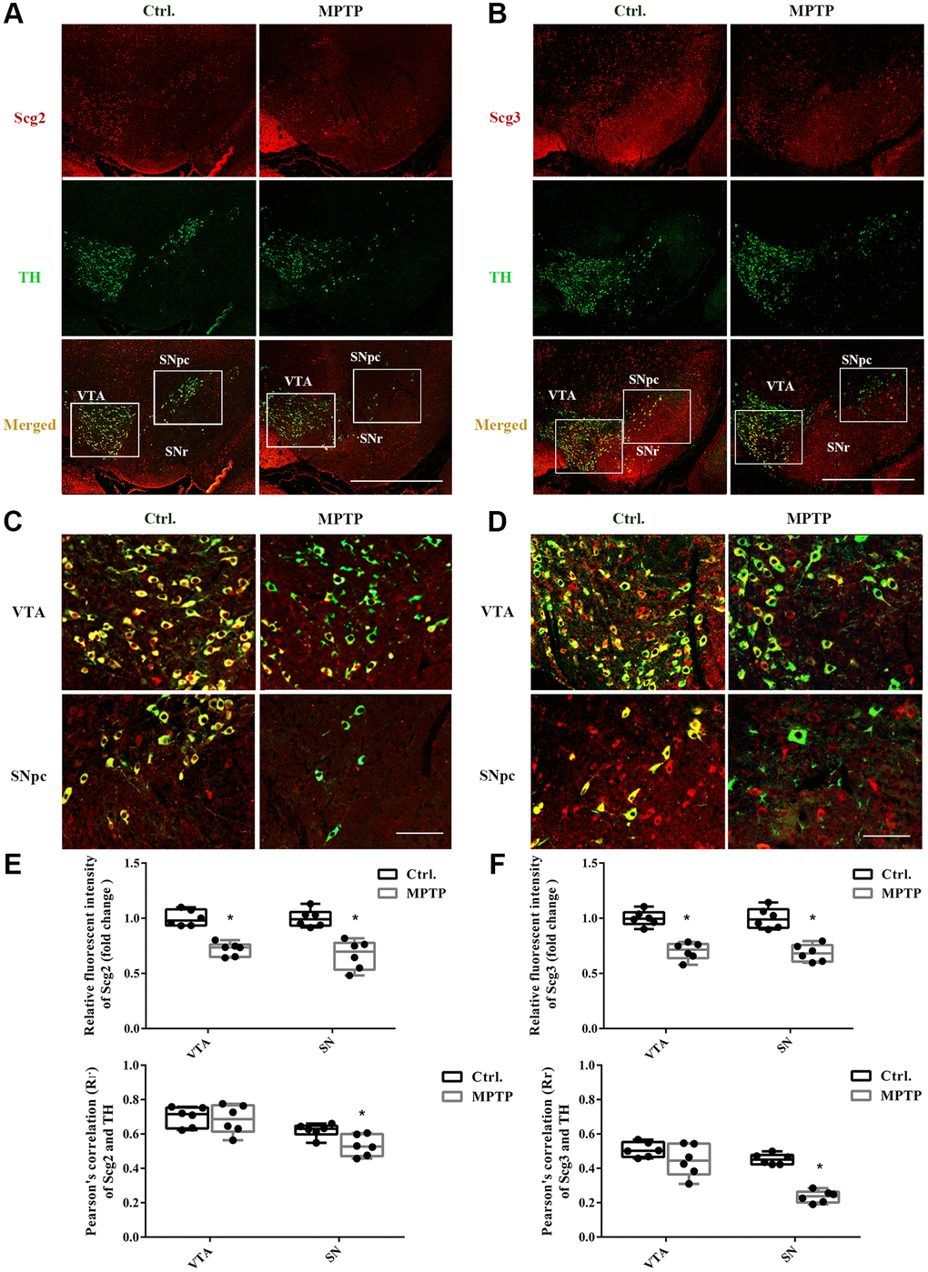 Double immunofluorescence staining of Scg2 or Scg3 with TH-positive DA neurons. (A–B) Co-staining of Scg2 or Scg3-positive secretory granules (Red) with TH-positive DA neurons (Green) at low magnification (20×), Scale bar, 50 mm. (C–D) Co-staining of Scg2 or Scg3-positive secretory granules (Red) with TH-positive DA neurons (Green) in the ventral tegmental area (VTA) and substantia nigra par compacta (SNpc) at high magnification (40×), Scale bar, 50 mm. (E–F) Scg2 or Scg3 protein expressions in substantia nigra of control and MPTP-induced PD mice were quantified by mean fluorescence. And the quantification of colocalization between Scg2 or Scg3 and TH was determined by Pearson’s correlation coefficient using the Image Pro Plus software. Two-tailed unpaired Student t-tests were performed between the control and treated groups. *Statistically significant with P N = 6.