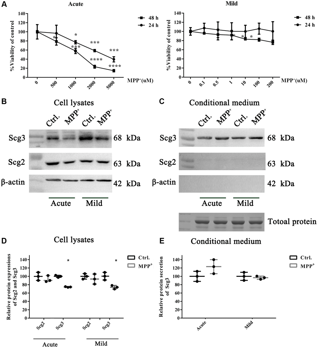 The effects of acute and mild MPP+ treatments on the cell viability and expressions of secretogranins in SH-Sy5Y cells. (A) SH-Sy5Y cells were exposed to an acute (500–5000 μM) and a mild (0.1–200 μM) treatment of MPP+ for 24 and 48 h. The cell viability was measured using the MTT assay. And appropriate treatments were determined as 1000 μM for 24 h and 10 μM for 48 h, respectively. Data from three individual experiments were expressed as the mean percentage of the controls. (B) Intracellular protein expressions of Scg2 and Scg3 in the dopaminergic SH-sy5Y cells under acute and mild MPP+ treatments were analyzed by immunoblotting and quantified by densitometric analysis normalized to β-actin. (C) The secretions of Scg2 and Scg3 in the conditioned medium of SH-sy5Y cells were analyzed by immunoblotting. According to the Coomassie staining, an equal amount of total protein in the conditioned medium was loaded for each sample. (D) The quantifications of intracellular Scg2 and Scg3 levels in the dopaminergic SH-sy5Y cells under acute and mild MPP+ treatments. (E) The quantifications of Scg3 secretion levels in the dopaminergic SH-sy5Y cells under acute and mild MPP+ treatments. Two-tailed unpaired Student t-tests were performed between the control and treated groups. *Statistically significant with P N = 3.