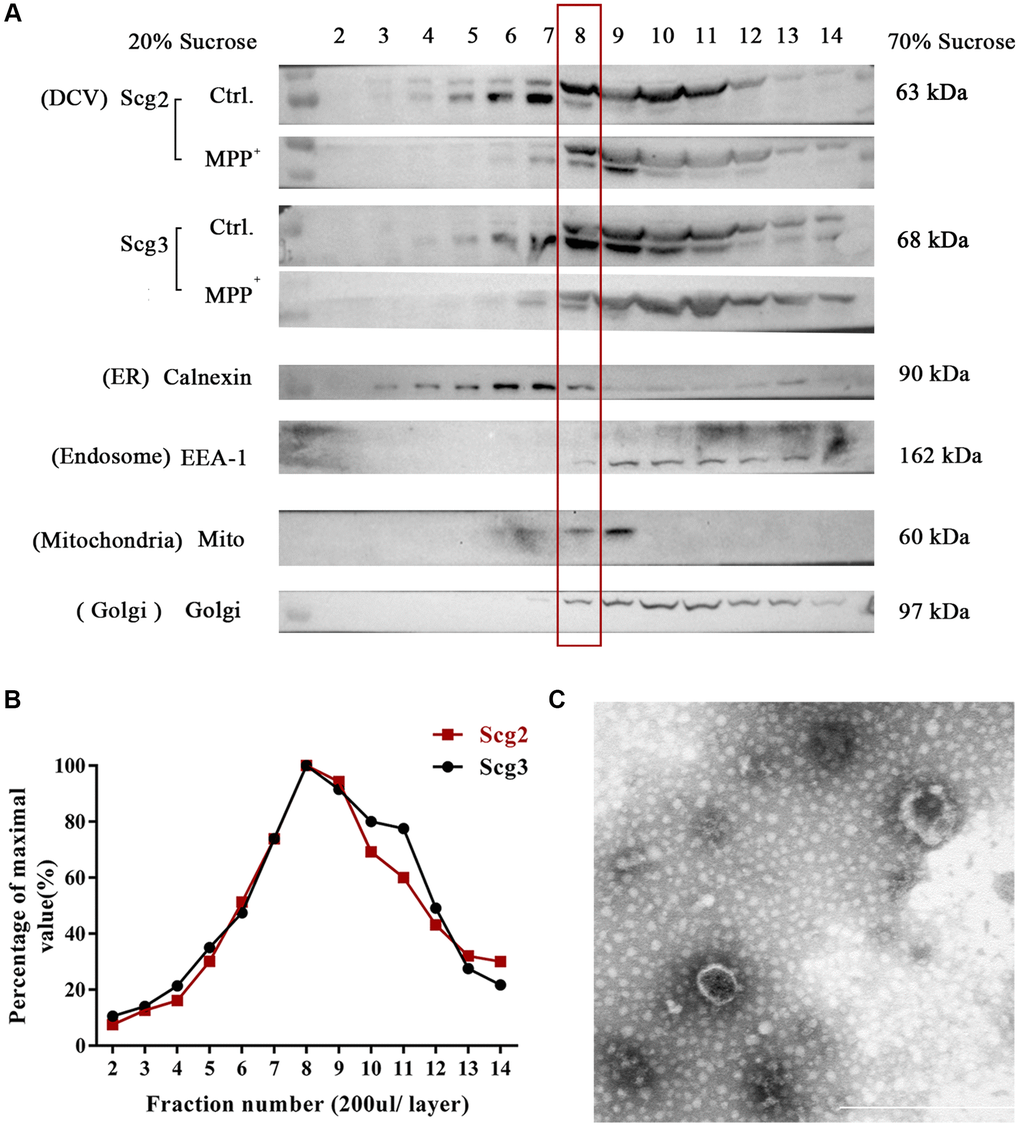 Fractionation of components in SH-sy5y cells via sucrose density gradient centrifugation. (A) The extract of SH-sy5Y was fractionated into 17 layers via sucrose density gradient centrifugation. And levels of multiple organelles, secretory granules (Scg2 and Scg3), ER (Calnexin), Golgi (Golgi 97), endosome (EEA-1), and mitochondria (Mito) were measured by immunoblotting for each fraction (layer 2-14). (B) The protein levels of Scg2 and Scg3 in fractions 2–14 were quantified and showed in a line graph. And layer 8–9 are peak fractions for both proteins. (C) Transmission electron microscopy of the purified secretory granules in the 8th fraction of SH-sy5y cells via sucrose density gradient centrifugation. Scale bar = 500 nm.