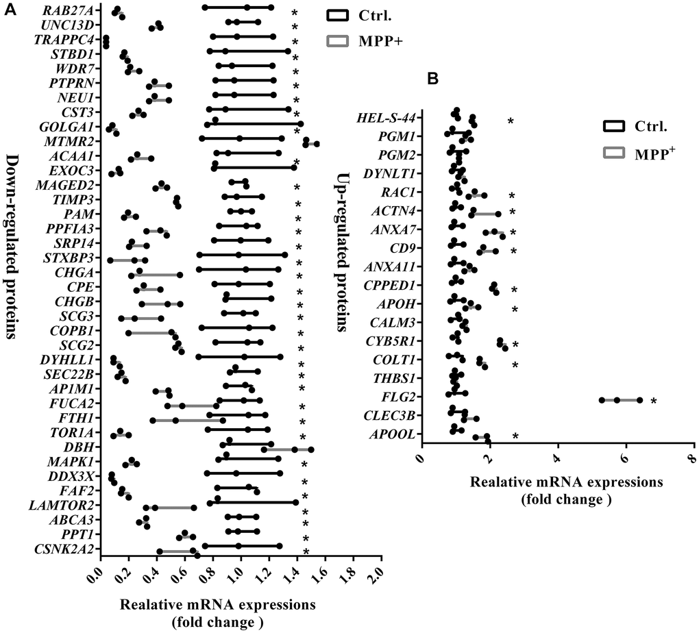 Verification of mRNA expressions of 56 significantly differentially expressed proteins on the secretory granules between control and MPP+ groups via real-time PCR. (A) The mRNA expressions of 38 significantly down-regulated proteins on the secretory granules were verified using real-time PCR. (B) The mRNA expressions of 18 significantly upregulated proteins on the secretory granules were verified using real-time PCR. Two-tailed unpaired Student t-tests were performed between the control and treated groups. *Statistically significant with P N = 3.