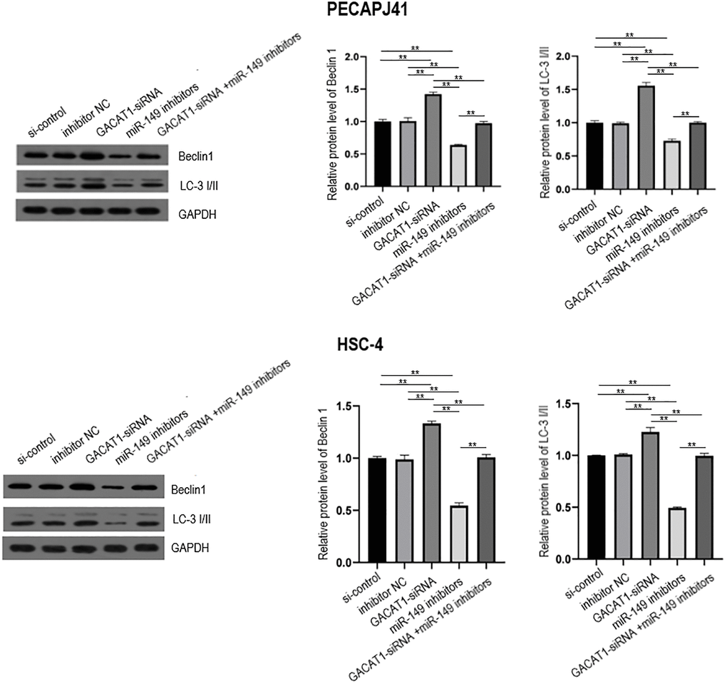 Western blot assay used to detect the effects of si-control, GACAT1 siRNA, inhibitor NC and miR-149 respectively or in combination on the expression of autophagy-related proteins Beclin1 and LC-3 I/II in OSCC cells.**p 