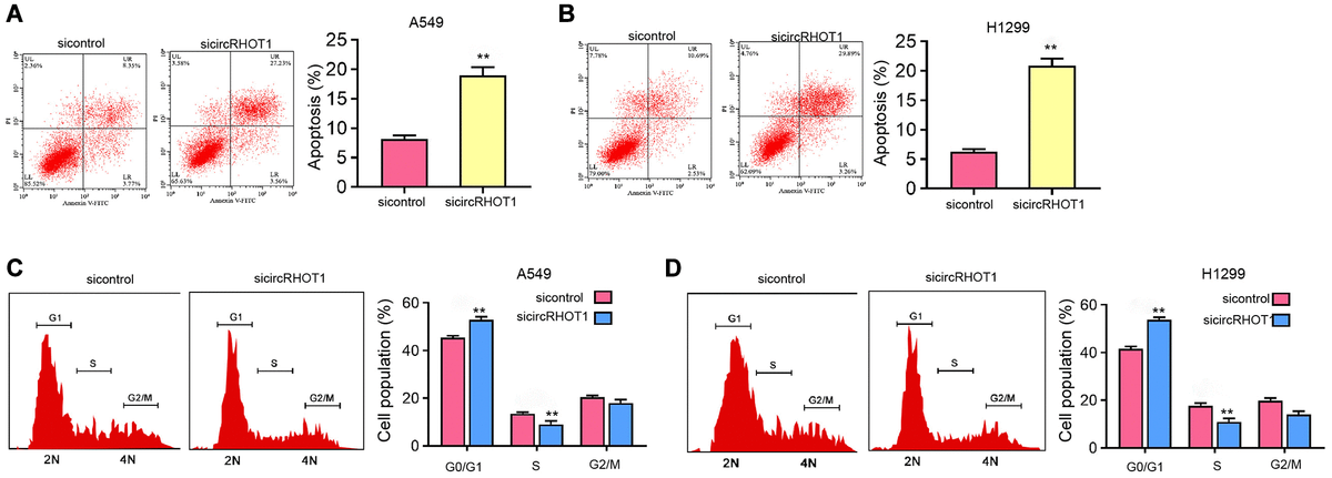 The depletion of circRHOT1 induces NSCLC cell apoptosis and cell cycle arrest in vitro. (A–D) The A549 and H1299 cells were treated with control siRNA or circRHOT1 siRNA. (A and B) The cell apoptosis was measure by flow cytometry analysis. (C and D) The cell cycle was analyzed by flow cytometry analysis. mean ± SD, **P 