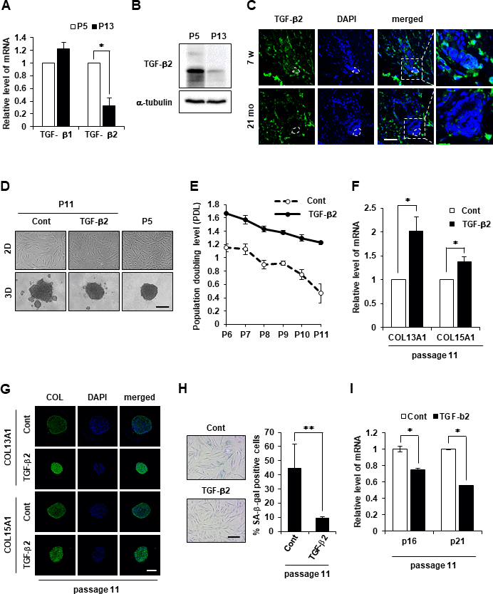 TGF-β2 supplement maintains cell aggregative behavior and prevents senescence in DPCs. (A) TGF-β1 and TGF-β2 mRNA expression was determined by qRT-PCR in P5 and P13 DPC spheroids. (B) TGF-β2 expression was determined by western blotting in P5 and P13 DPC spheroids. (C) Skin biopsies of normal C57BL/6 mice were collected at the indicated age and processed for paraffin sections. TGF-β2 expression was visualized by immunofluorescence staining and counterstained with DAPI for nuclei. The DP was circled by white dashed lines in each HF. Scale bar, 50 μm. (D) Representative image of 2D and 3D spheroids of hDPCs cultured in the absence or presence of TGF-β2. Cells were sustained with TGF-β2 (50 ng/ml) in the culture medium from P5 to P11, and the total cell lysates from P11 were used. Scale bar, 200 μm. (E) Cell duplication level between consecutive passages of DPCs in the presence or absence of TGF-β2 (50 ng/ml) was investigated by cell counting. To calculate the duplication level of each passage, the harvested cell number was normalized to the seeding cell number at a 2-day interval. Experiments were carried out in triplicates. COL13A1 and COL15A1 mRNA expression by qRT-PCR (F) and immunofluorescence image (G) in 3D spheroids at P11 of hDPCs cultured in the absence or presence of TGF-β2. Scale bar, 200 μm. (H) Quantification and representative images of SA-β-gal-positive cells in P11 of hDPCs cultured in the absence or presence of TGF-β2. (I) p16 and p21 mRNA expression by qRT-PCR in P11 of hDPCs cultured in the absence or presence of TGF-β2. All quantitative data are shown as the mean ± SD of three independent experiments. *p p t-test.