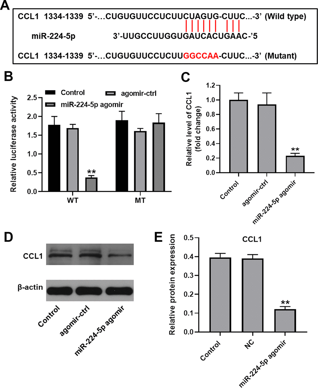 CCL1 is targeted and negatively regulated by miR-224-5p. (A) Diagram showing binding sites for miR-224-5p in the CCL1 mRNA and nucleotide sequence of the mutant CCL1 3’-UTR. (B) A dual-luciferase reporter assay was used to confirm the binding of CCL1 to miR-224-5p. (C) Chondrocytes were treated with miR-224-5p agomir-ctrl or miR-224-5p agomir and RT-qPCR was performed to measure CCL1 levels in cells. (D, E) Western blot was used to detect the level of CCL1. **P